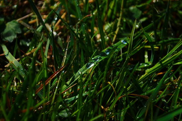 water drops on the green grass