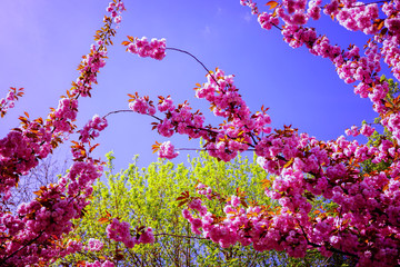 pink flowers blossom on branch. background is the clear sky.