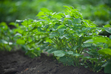 Young potato plant on soil, close-up