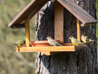 Group of couple male and female European greenfinch, Chloris chloris bird perched on the bird feeder table with sunflower seed. Bird feeding concept. Selective focus.