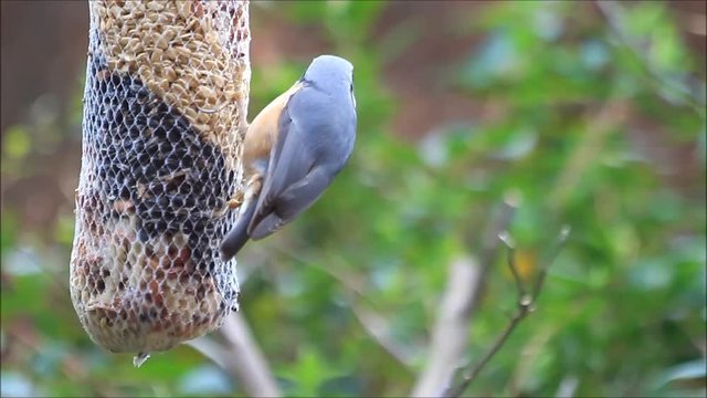 bird nuthatch eats bird seed
