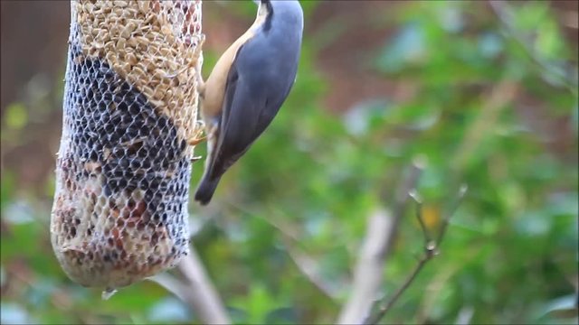 bird nuthatch eats bird seed
