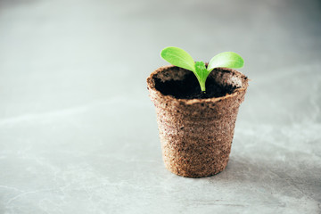 Seedlings in peat pots. Baby plants seeding. Spring planting. Early sprouts, grown from seeds in boxes at home. Agriculture, organic gardening, planting or ecology concept. New life concept