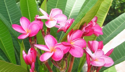 Colorful bright pink group of Plumeria flowers. Fragrant inflorescence of blooming tree. Decorative flowering plants in Thailand, Asia. Closeup, macro, isolated. Flowers and leaves composition image.