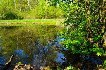 Blue water in a forest lake with pine trees