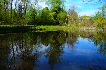 Fototapeta premium Blue water in a forest lake with pine trees