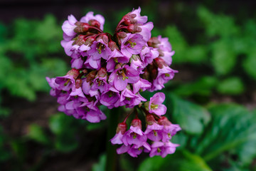 Obraz premium The pink bergenia flowers in early spring