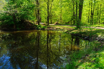 Fototapeta premium Blue water in a forest lake with pine trees