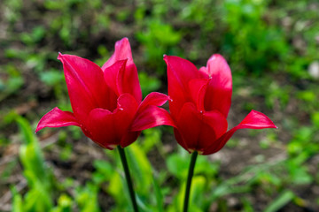 Closeup of colorful blooming tulips in the garden