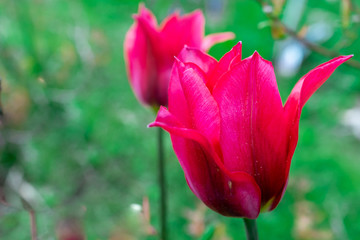 Closeup of colorful blooming tulips in the garden with copy space for text