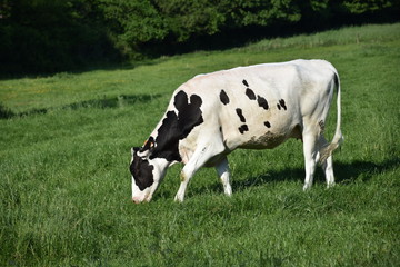 Cow eating grass