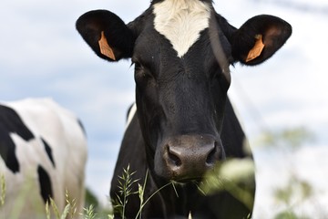 Cow head front profile