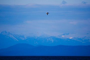 Fototapeta na wymiar California gull flying high with mountains in the distance