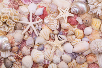 Starfishes and seashells background, lots of amazing seashells and starfishes mixed