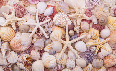 Many different colorful seashells and starfishes
