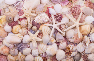 Many different colorful seashells and starfishes