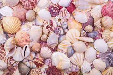Seashells background, sea shells collection