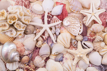 Many different colorful seashells and starfishes