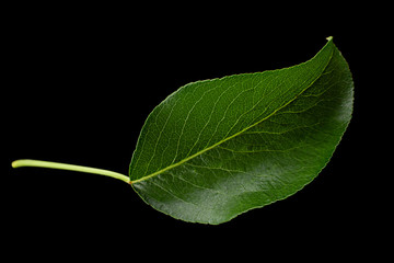 Fototapeta na wymiar Pear leaf closeup