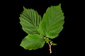 Hazelnut leaf closeup