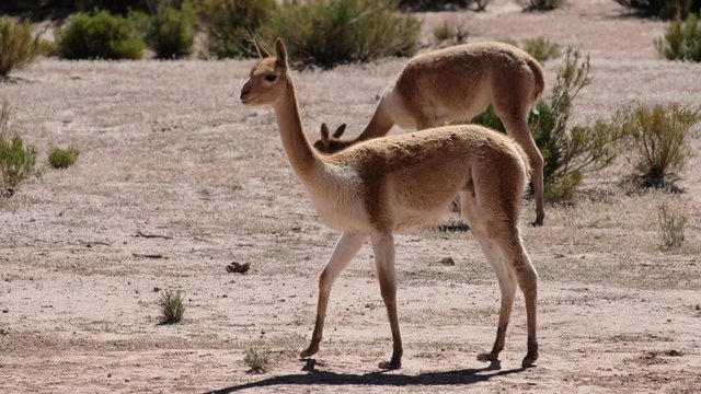 Vicuna (Vicugna vicugna) walks on the Bolivian dry land and forages rare grass