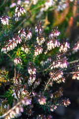 The natural background of the flower Heather. Small pink, purple flowers. Soft focus.