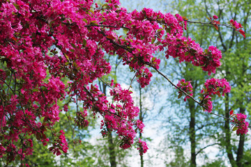 Flowers on crab apple tree