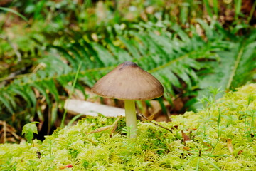 Mushrooms growing on a mossy log