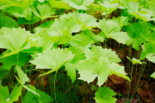 Vanilla leaf plant after spring rain