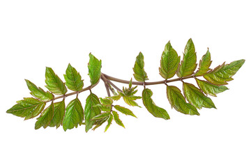 Campsis young leaf