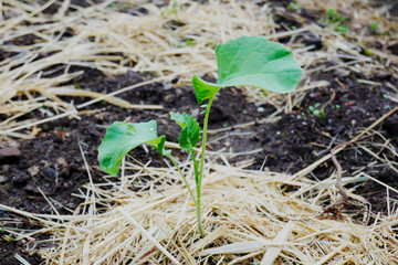 Broccoli seedling growing in garden with hay mulch