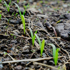 Row of tiny carrot seedlings