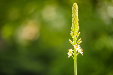 Eremurus beautiful (Eremurus spectabilus).Beautiful plants from botanical garden for catalog. Natural lighting effects. Shallow depth of field. Selective focus, handmade of nature. Flower landscape