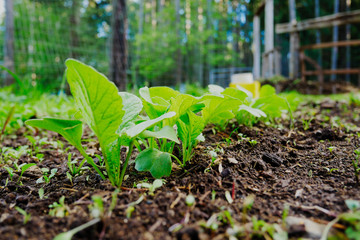 Radishes growing in a garden