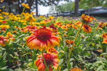 Background image of various colored flower fields
