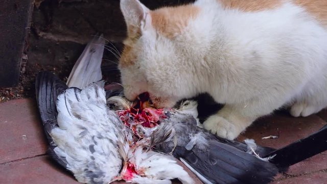 Cat eats a pigeon that has just hunted, prey of the cat lost the battle and got killed, Feline predator eating a bird, remaining the wings and the tail