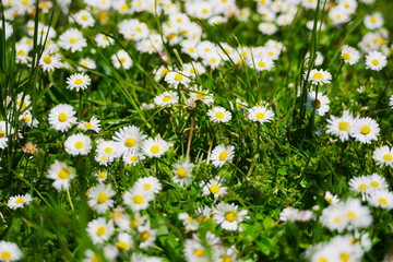 Fototapeta premium Patch of daisies with a soft focus