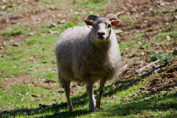 White Icelandic sheep in soft sunlight