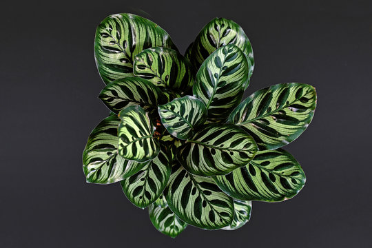 Top view of tropical 'Calathea Makoyana' Prayer Plant, a house plant with beautiful exotic pattern on black background