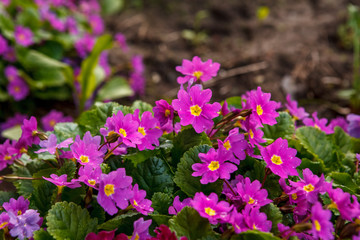 красные и розовые цветы в огороде,red and pink flowers in the garden,