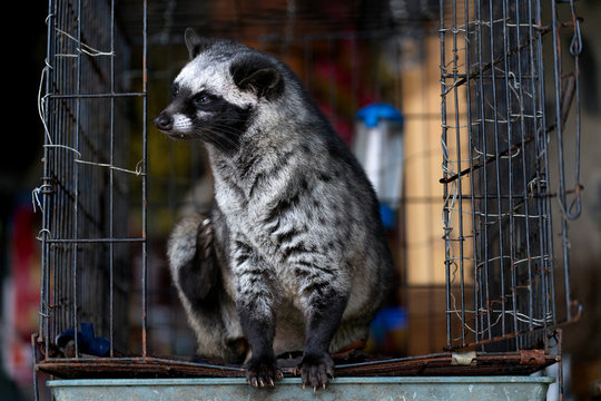 Close Up Of Vietnamese Captive Civet Cat Sitting In A Cage