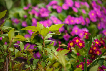 красные и розовые цветы в огороде,red and pink flowers in the garden,