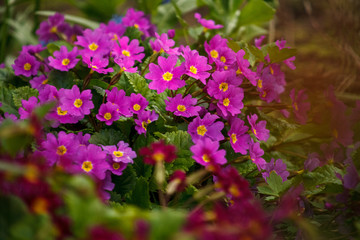красные и розовые цветы в огороде,red and pink flowers in the garden,