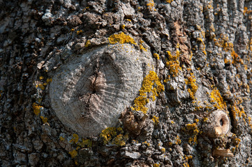 healed scar in a bark of a lime tree