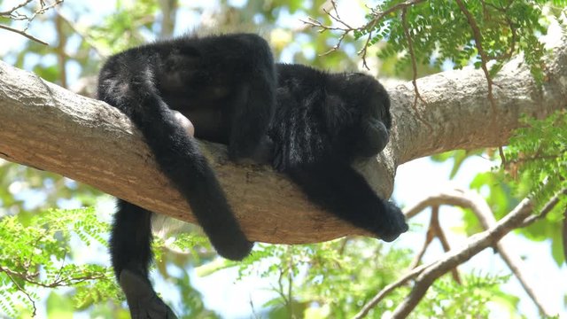 Mantled howler monkey baby (Alouatta palliata) relaxes on the tree in a forest in Costa Rica