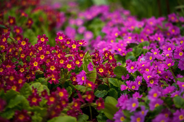 Obraz premium красные и розовые цветы в огороде,red and pink flowers in the garden,