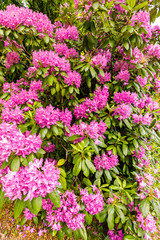 Fototapeta premium Lila Rhododendron Pflanze voller Blüten