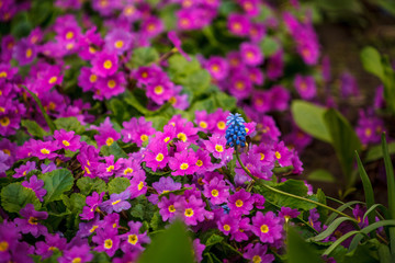 Obraz premium красные и розовые цветы в огороде,red and pink flowers in the garden,