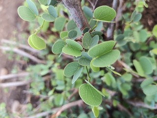 The leaves of the Apta tree, whose scientific name is Bauhinia racemosa , also known as the Bidi leaf tree.