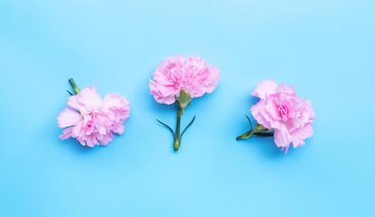 Carnation flower on blue background.
